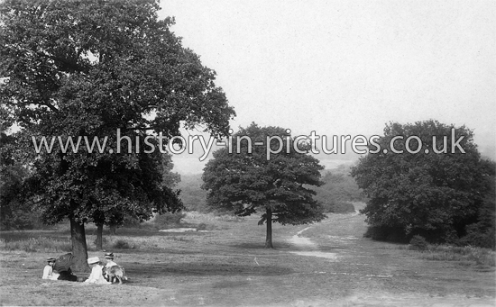 Epping Forest, Buckhurst Hill, Essex.c.1912